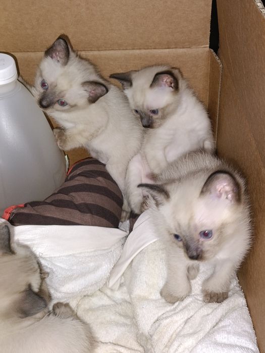 Кошенята меконгського бобтейла