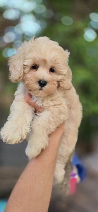 Maltipoo / chłopczyk