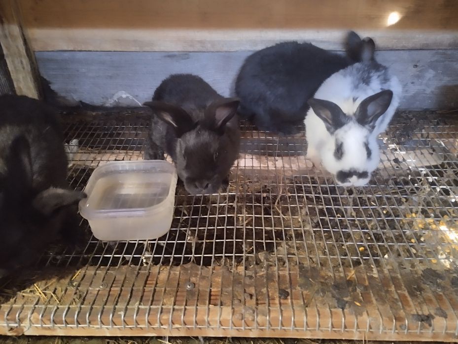 Кролики  різних вікових категорій