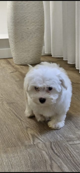 Femea Bichon Maltes