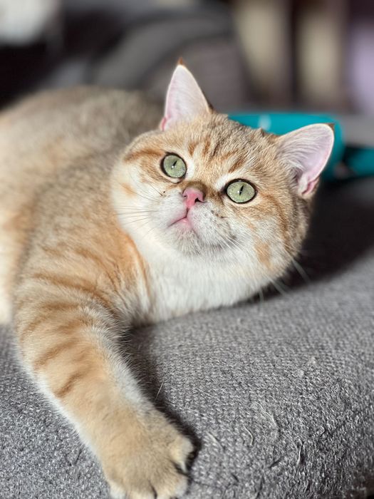 British shorthair