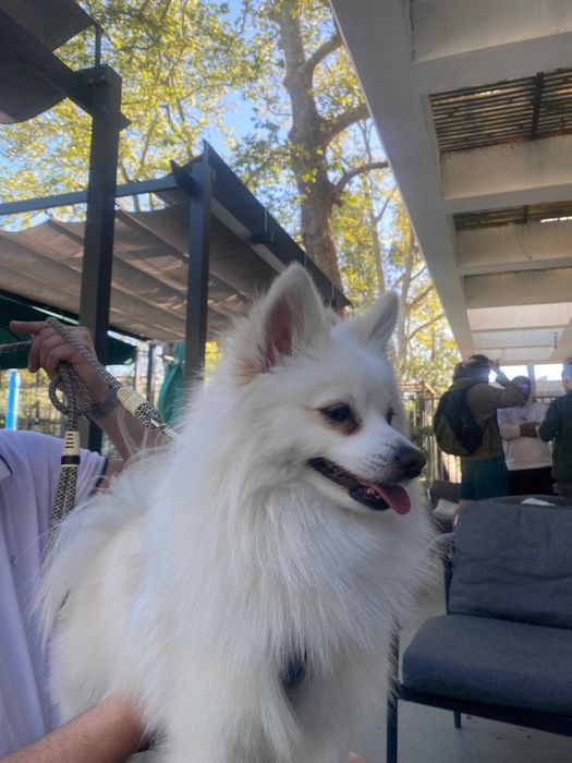 Loki - Spitz Alemão Pequeno (macho) para acasalar