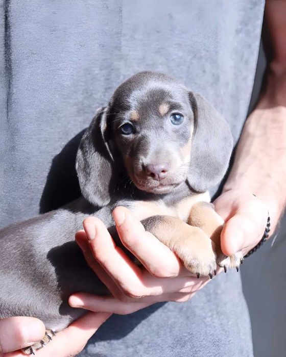 Teckel blue disponível