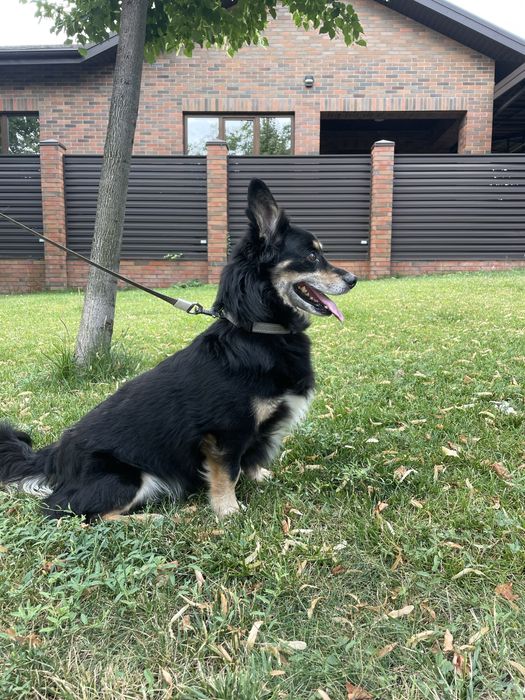 Пес, метис коргі в хороші руки