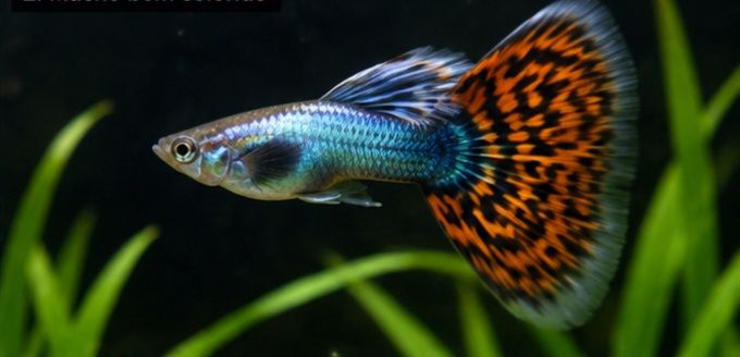 Guppies / Lebistes jovens – várias cores