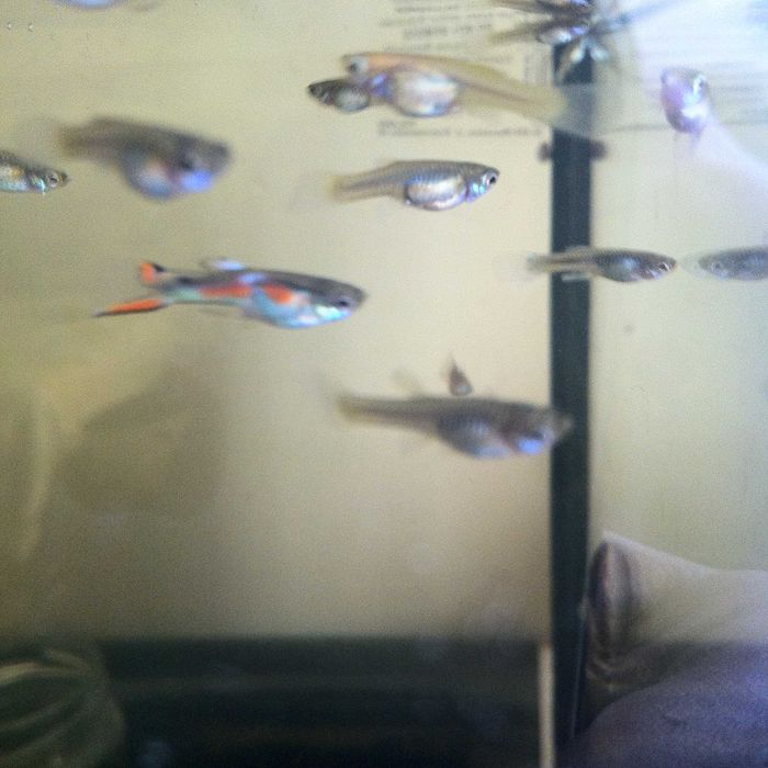 Gupiki Edlera edlerki