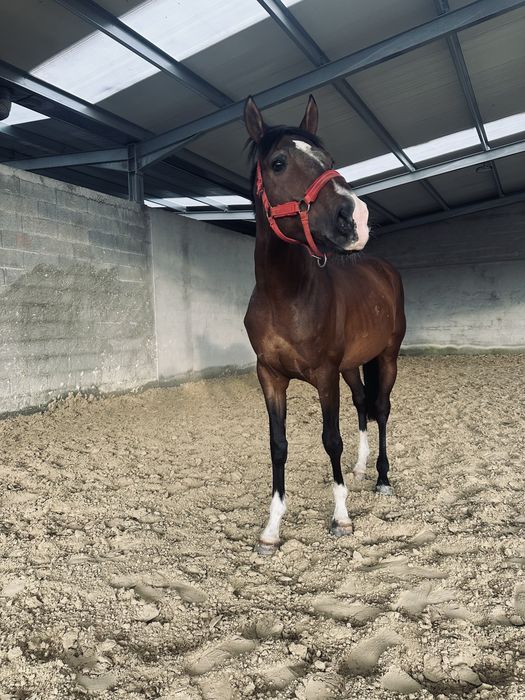 Cavalo inteiro á venda
