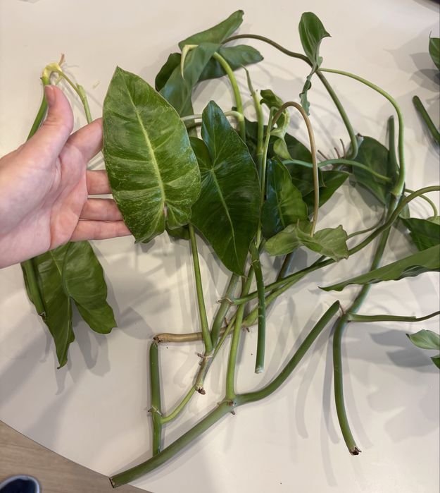 Philodendron paraiso verde sadzonka z korzonkami