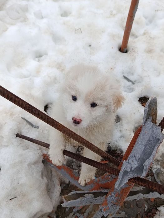Дівчинка в добрі руки