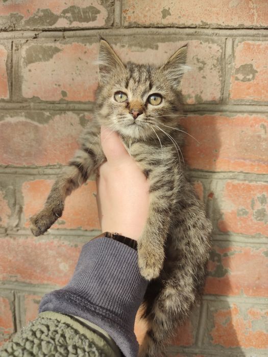 Кошеня хлопчик, 3 місяці