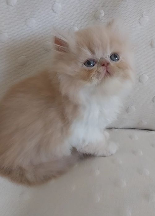 Gatinho persa Uma perfeição
