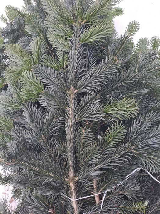 Gałęzie     jodły     Kaukaskiej  /   Plantacja