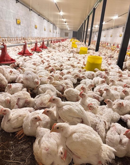 Продам, та привезу з доставкою Бройлерів, гусенята ,каченята індичата.