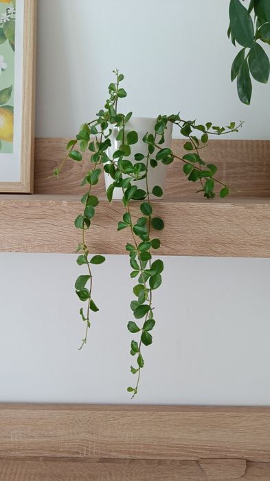 Dischidia okrągłolistna nummularia 35 cm 4 ukorzenione kwiaty