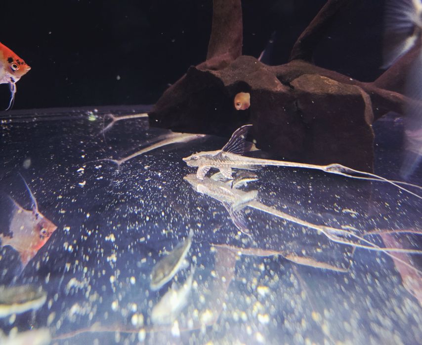 Sturisoma aureum