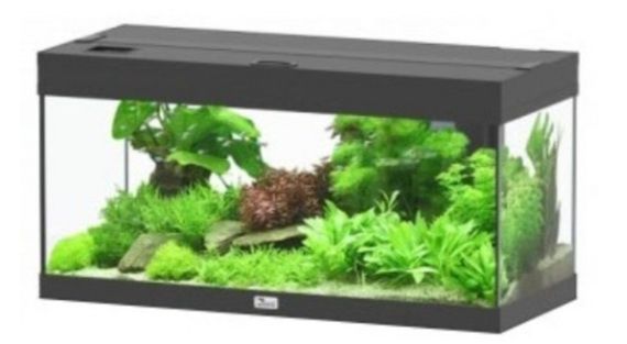 Aquarios para peixes