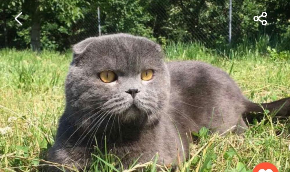 Шотландські кошенята