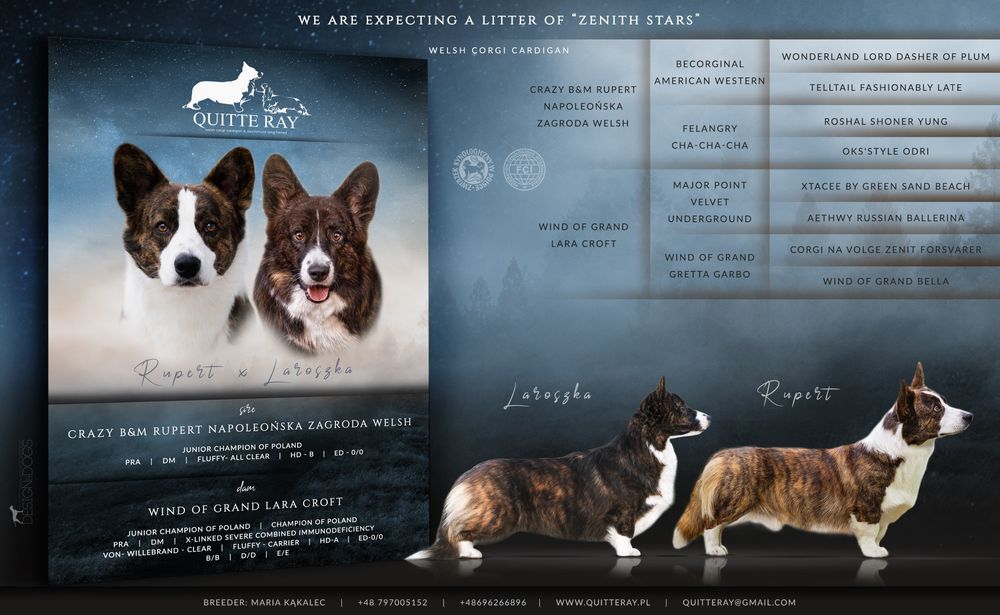 Chłopiec Welsh Corgi odbiór połowa czerwca!!