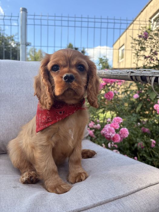 Cavalier King Charles Spaniel suczka.