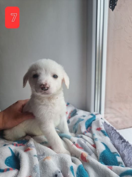 Цуценята в добрі руки