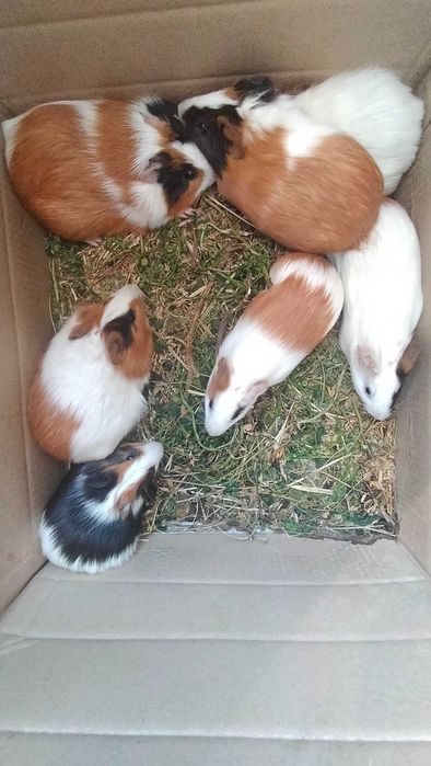 Продам молоді морські свинки