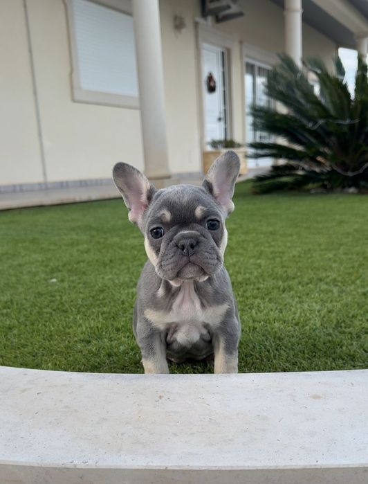 Bulldog francês  fêmea