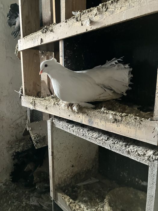 Pawiki indyjskie różne kolory likwidacja chodowli