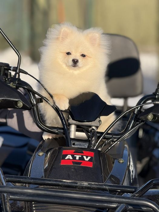 Хлопчик померанського шпіца