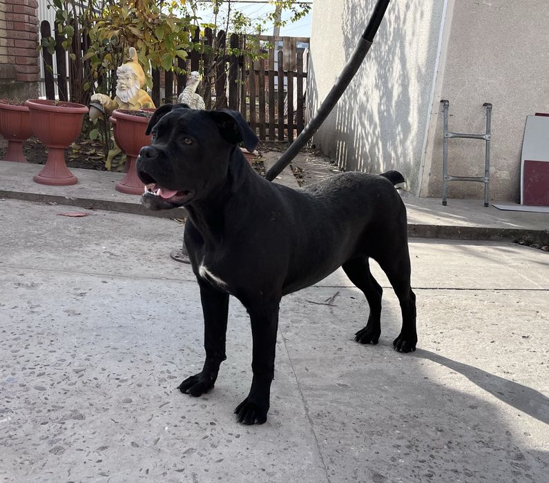 Кане корсо дівчинка підрощена