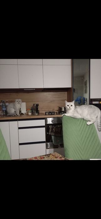 Шотландские котята серебристая шиншилла