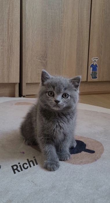 Kot brytyjski niebieski