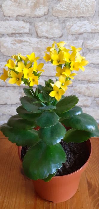 Каланхоє вазон кімнатний