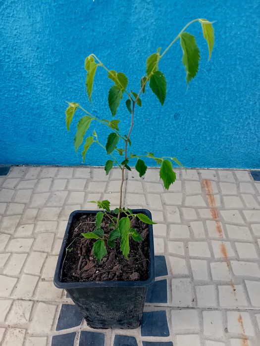 Arvore Lódão bastardo celtis Australis