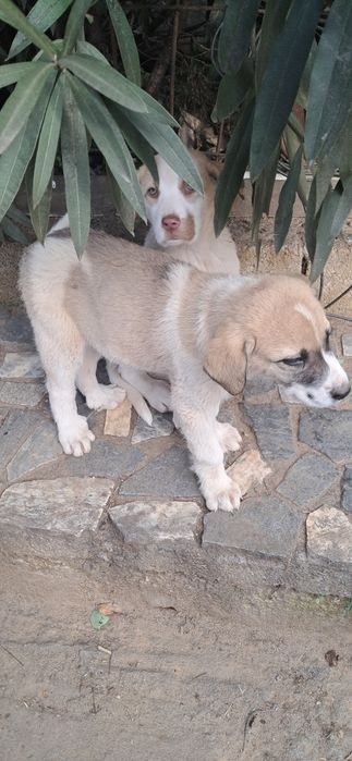 Cachorros cão de gado transmontano puros