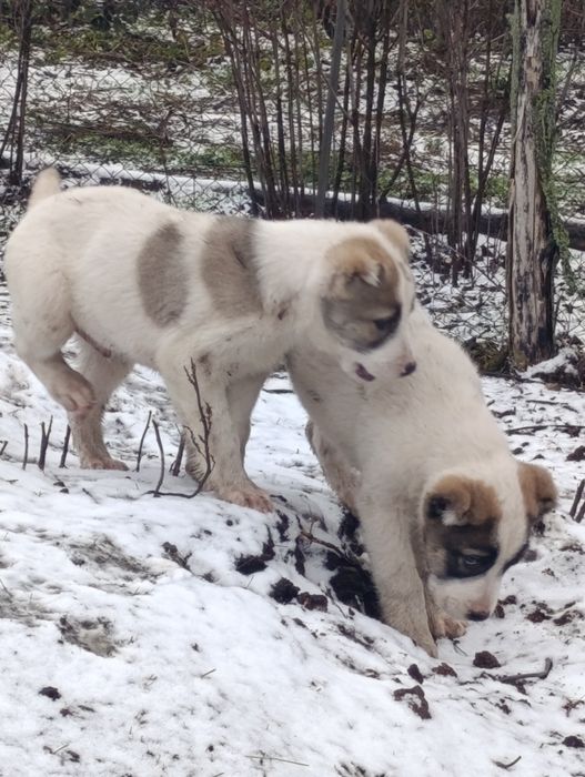 Продам цуценят алабая