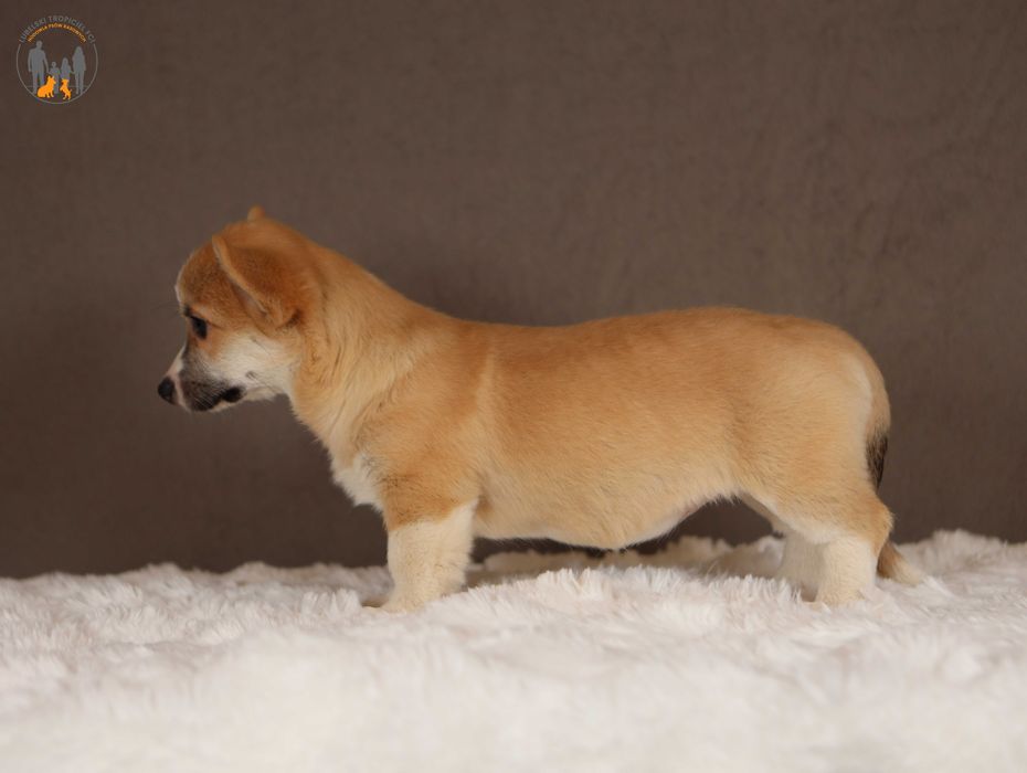 Welsh Corgi Pembroke ZKwP FCI po Championie rezerwacja