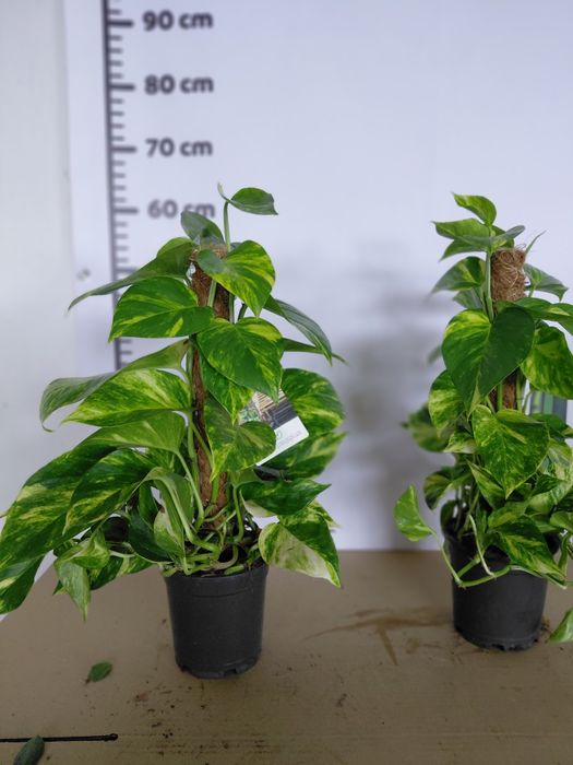 Epipremnum Mosstok Scindapsus na paliku. 60cm - WYSYŁKA