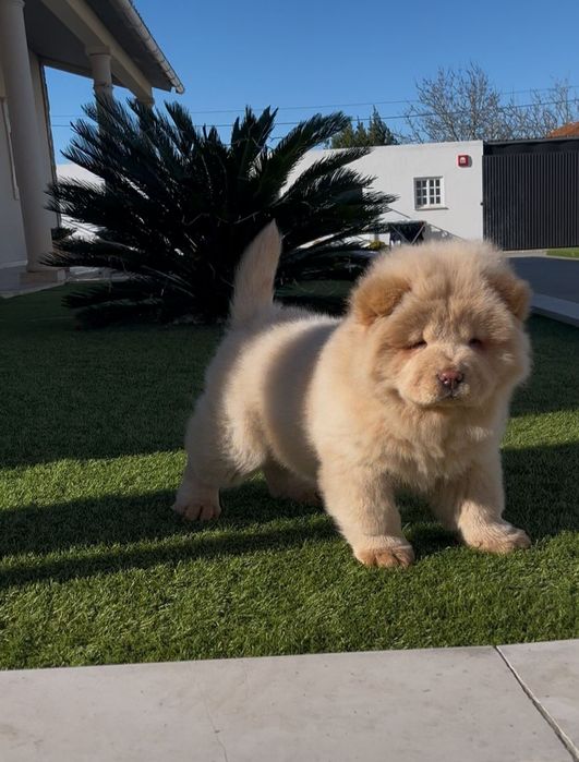 Magnífica chow chow fêmea