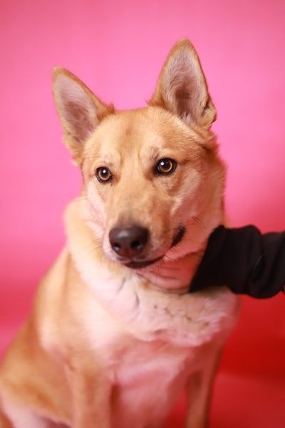 Towarzyski, pełen pozytywnej energii samiec szuka domu