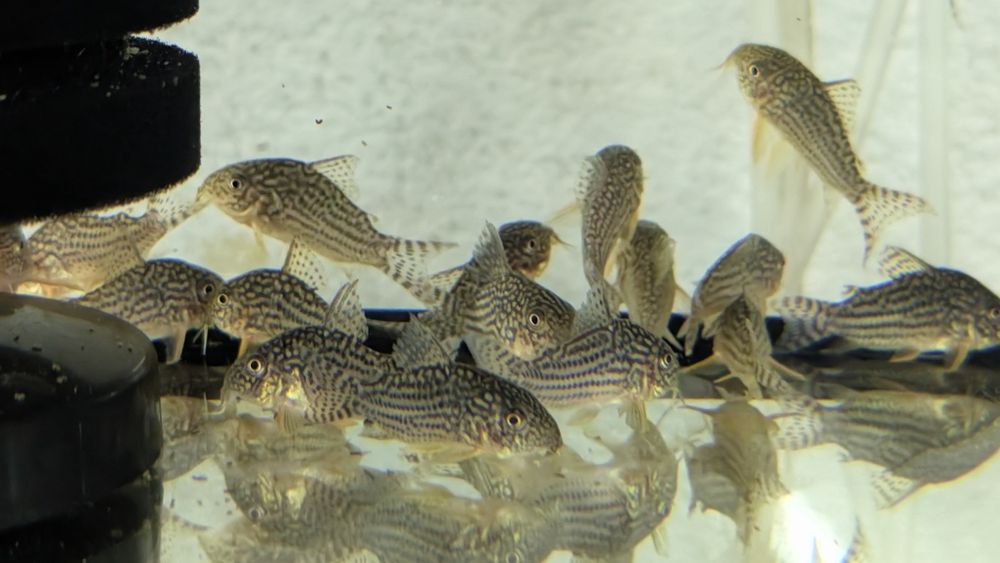 Kirys sterby polecam