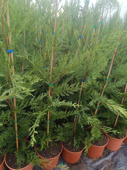 Leyland/ leylandii/ cedro para jardim