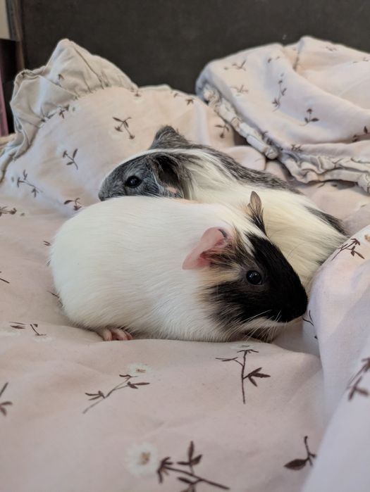 młode małe świnki morskie samczyki samce świnka morska samiec