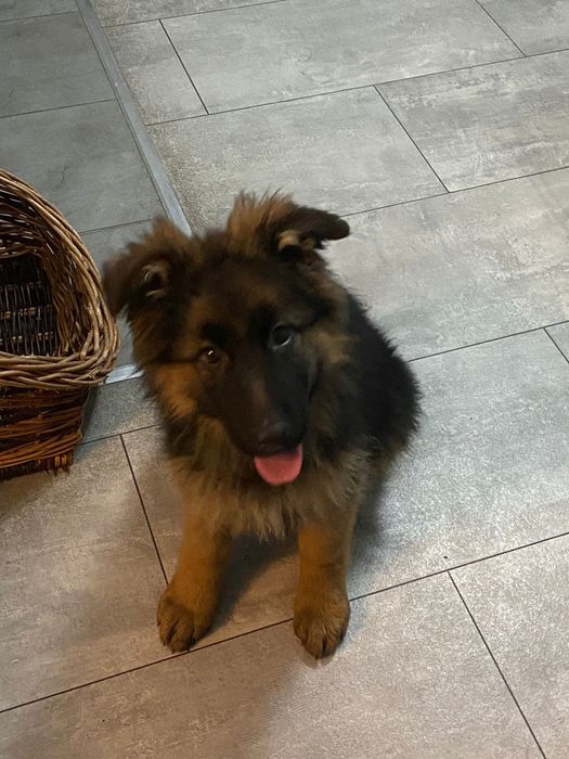 Owczarek niemiecki długowłosy pies