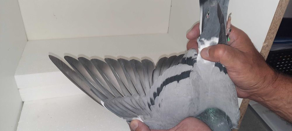 SAMICA do rozpłodu !!! TOP !!!