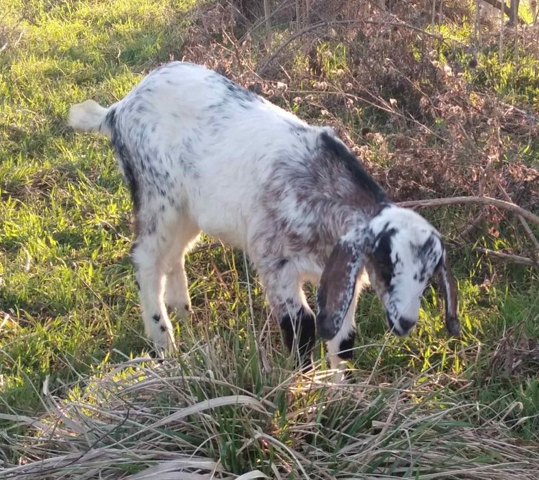 Козочка англо - нубийская