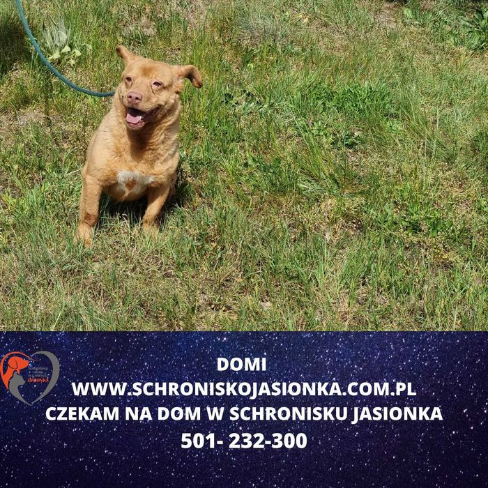 Domi w schronisku  jasionka aktualne