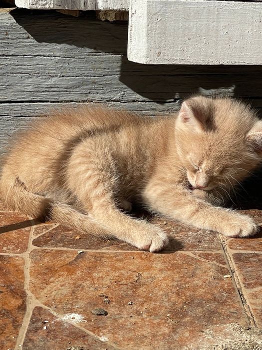 Віддам Котики 2 місяці