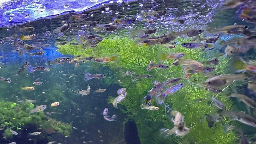 Vendo lote com 50 Guppys