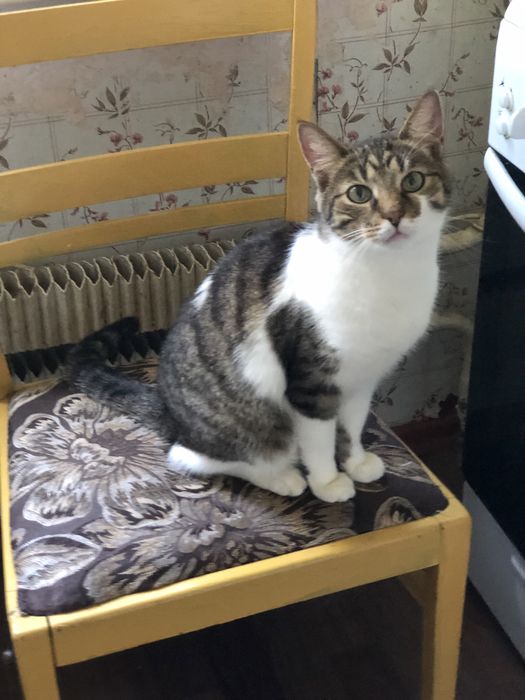 Котик 3 года бесплатно