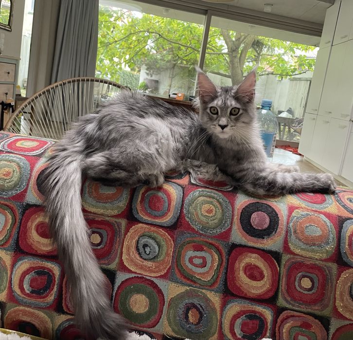 Koteczka maine coon